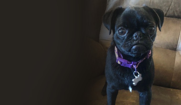 Black pug puppy in Houston