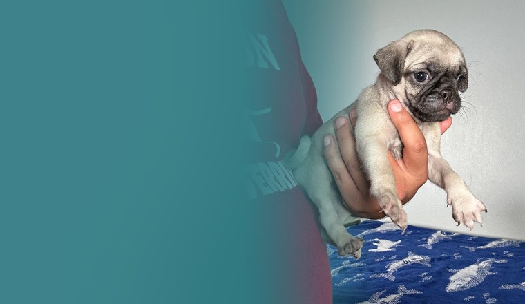 Pug puppy reservation