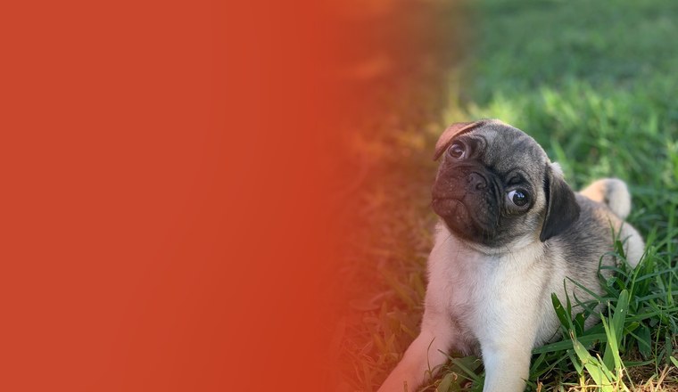 Fawn pug puppy in Houston