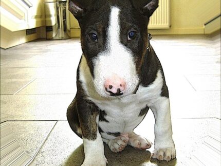 Bull Terrier puppy for sale in the UK (example photo)