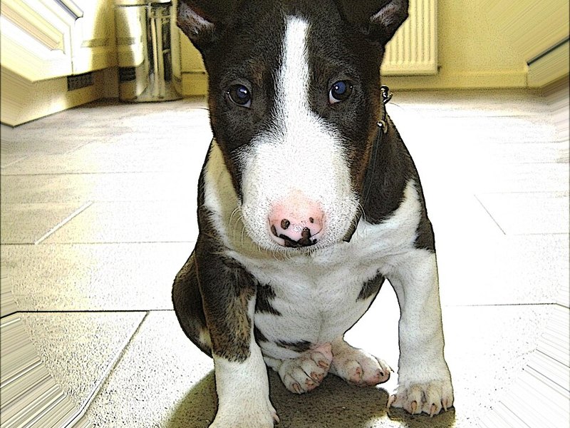 Bull Terrier puppy