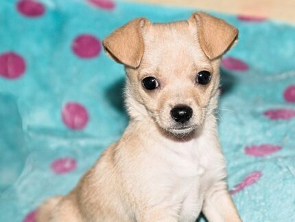 Chihuahua puppy for sale in the UK (example photo)