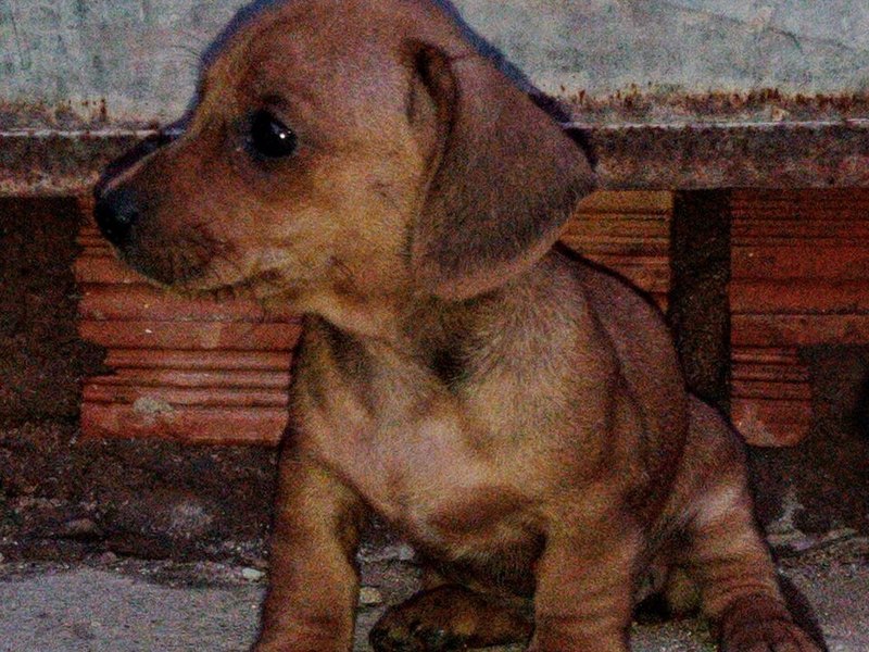 Dachshund puppy