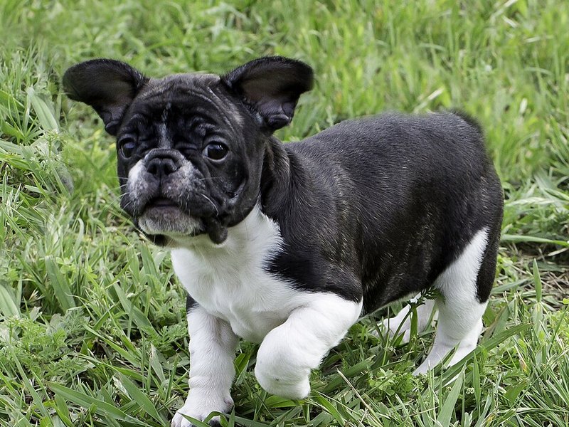 French Bulldog puppy