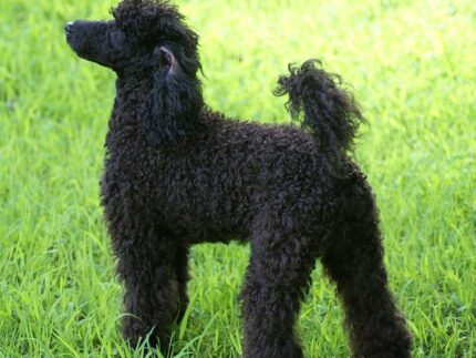 Miniature Poodle puppy for sale in the UK (example photo)
