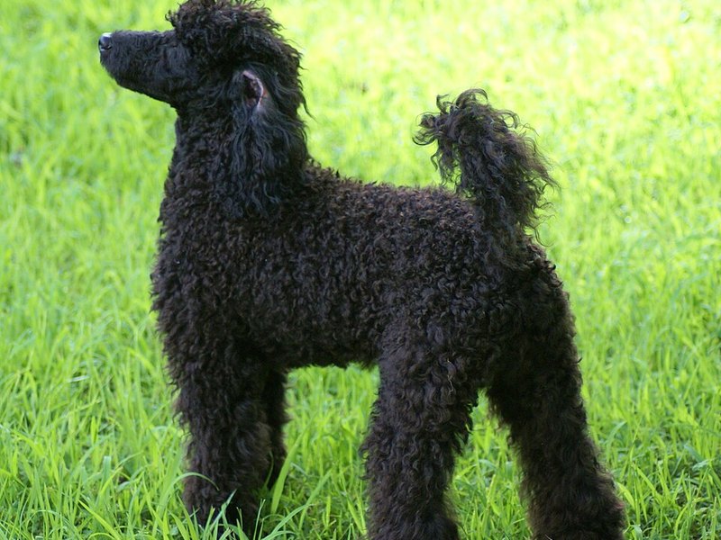 Miniature Poodle