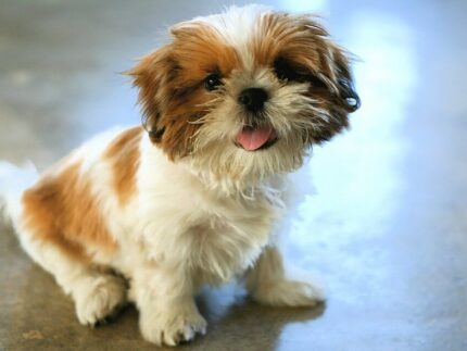 Shih Tzu puppy for sale in the UK (example photo)