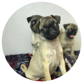 Pug puppy
