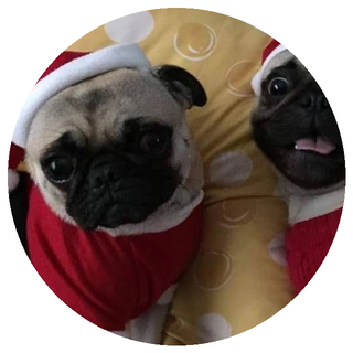 Pug puppy