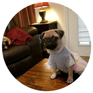 Pug puppy
