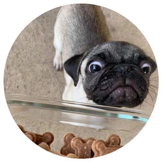 Pug puppy