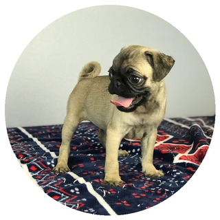 Pug puppy