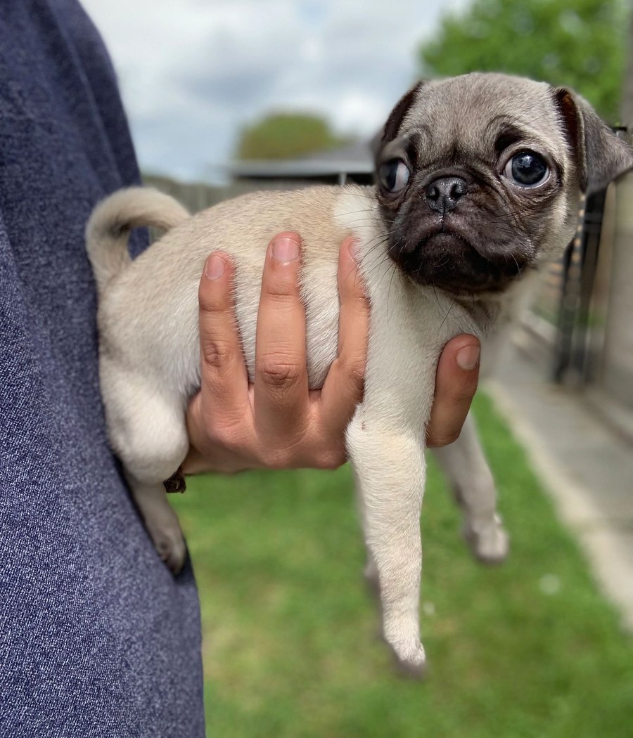 Fawn pug puppy available in Houston TX
