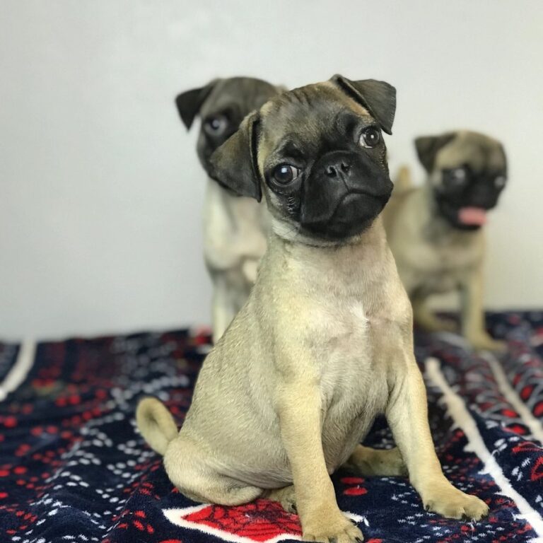 Happy pug puppy from Space City Pugs, Houston TX — customer photo 2