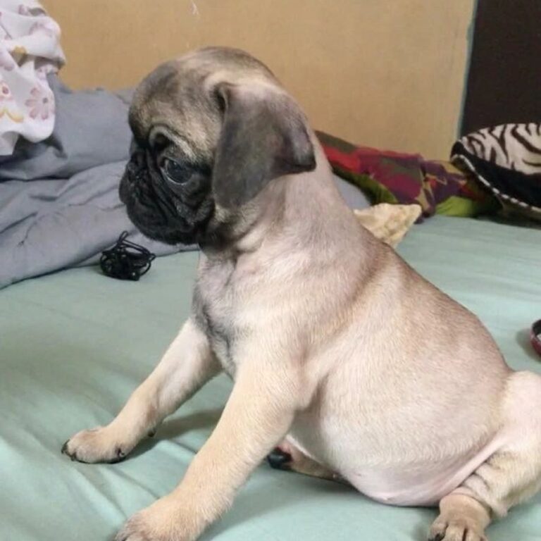 Happy pug puppy from Space City Pugs, Houston TX — customer photo 3