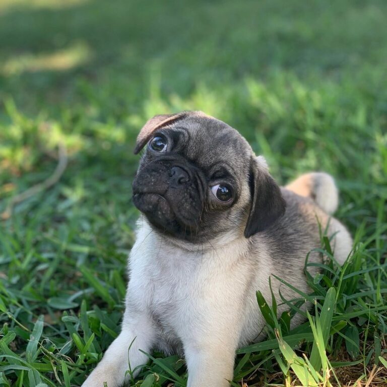 Happy pug puppy from Space City Pugs, Houston TX — customer photo 4