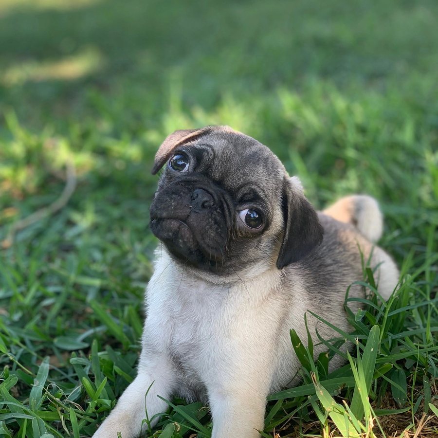 Fawn pug puppy from Space City Pugs