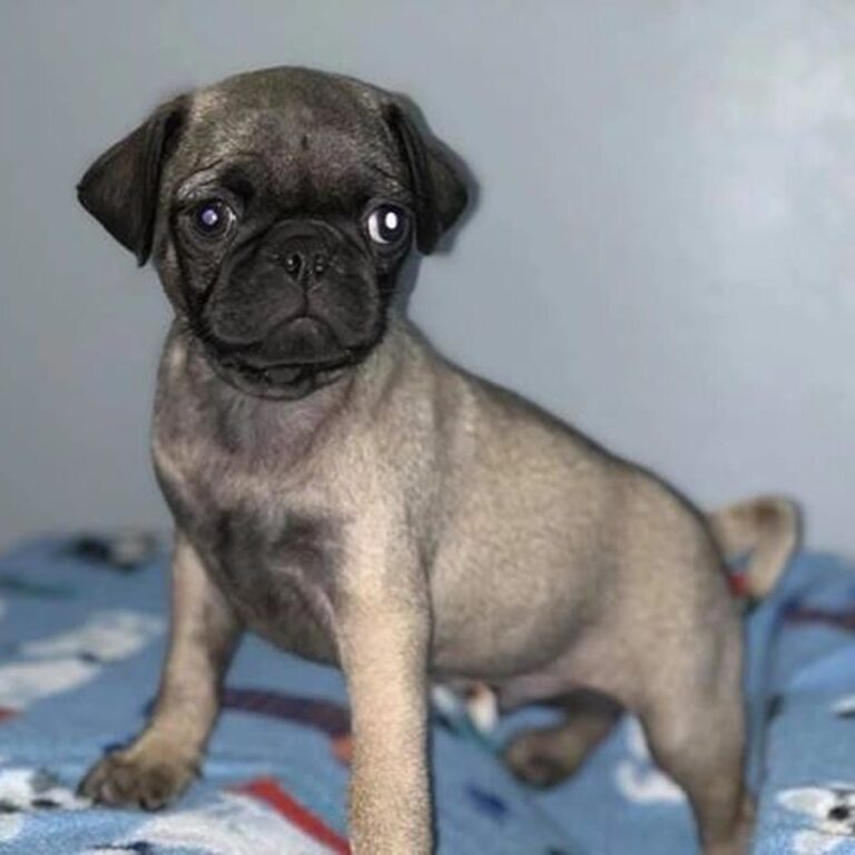 Happy pug puppy from Space City Pugs, Houston TX — customer photo 5