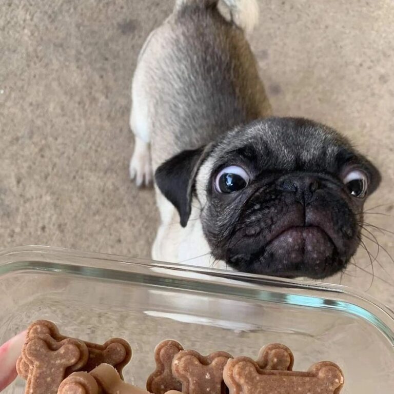 Happy pug puppy from Space City Pugs, Houston TX — customer photo 6