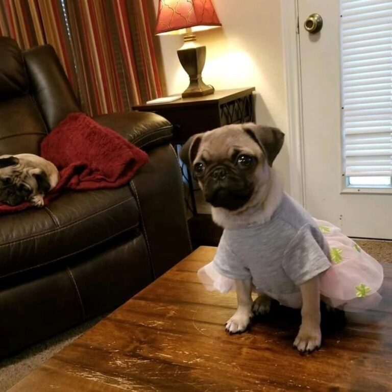 Happy pug puppy from Space City Pugs, Houston TX — customer photo 7