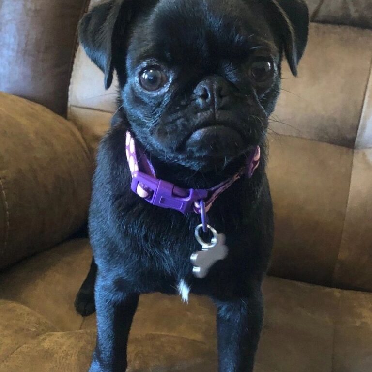 Happy pug puppy from Space City Pugs, Houston TX — customer photo 8