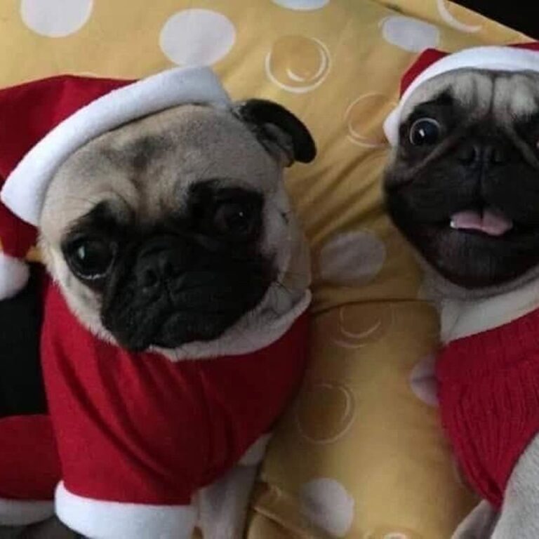 Happy pug puppy from Space City Pugs — customer photo 9