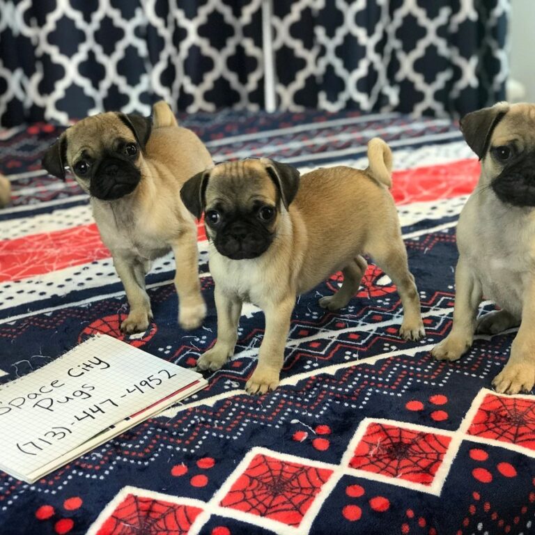 Happy pug puppy from Space City Pugs — customer photo 10