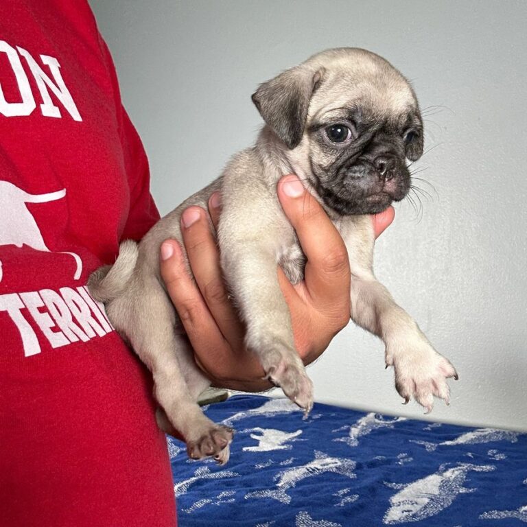 Happy pug puppy from Space City Pugs — customer photo 11