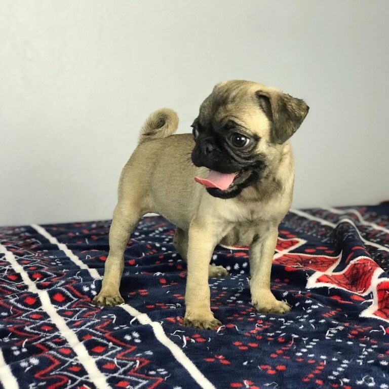 Happy pug puppy from Space City Pugs — customer photo 12