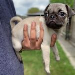 Fawn pug puppy for sale in the UK