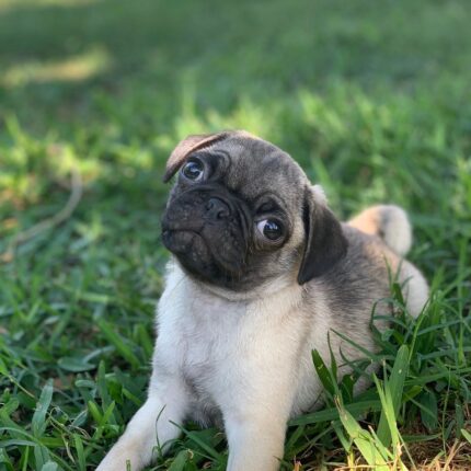 Fawn pug puppy sitting in the grass — Space City Pugs UK