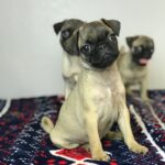 Pure bred fawn pug puppies in the UK