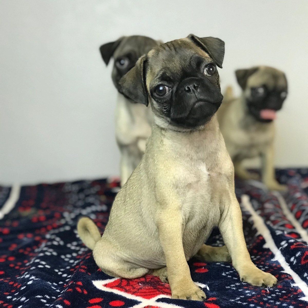Pure bred fawn pug puppies in the UK
