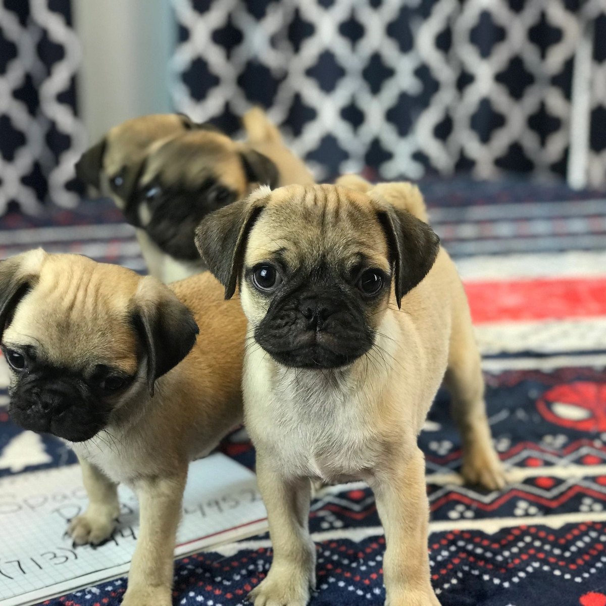 Litter of fawn pug puppies for sale in the UK