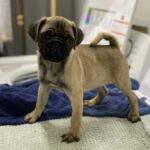 Fawn pug puppy standing — UK pug puppies