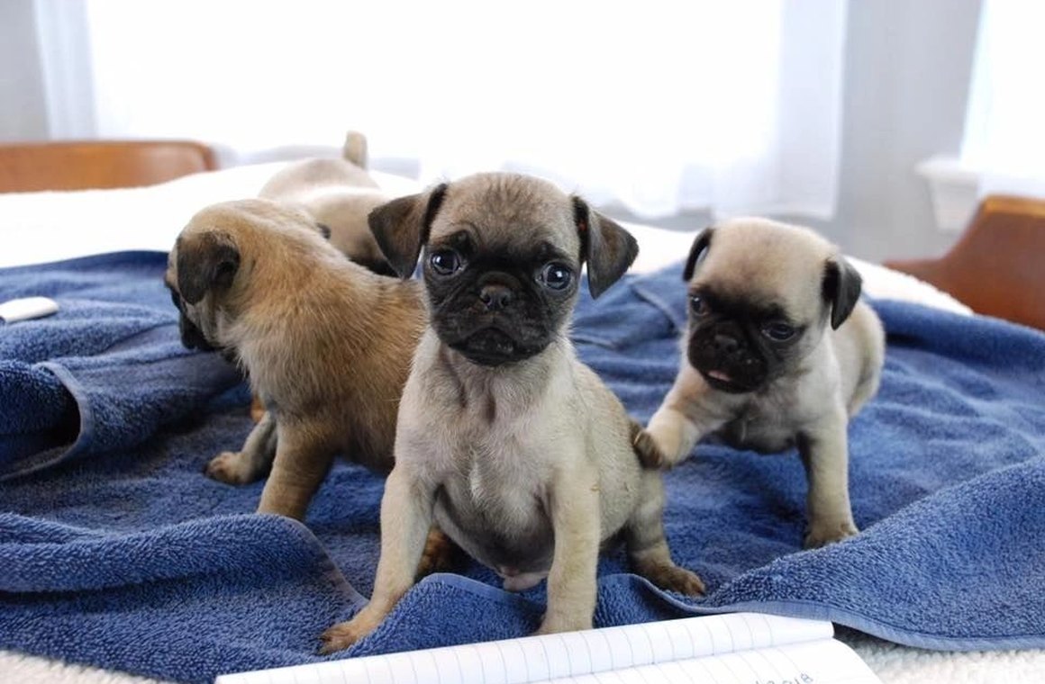 Pug puppies for sale in Southeast Houston, Texas